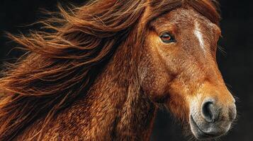 Majestic horse with flowing mane standing confidently in natural light against a dark background photo
