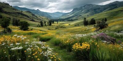 Beautiful valley filled with wildflowers under a cloudy sky in the mountains during late spring photo