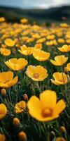 Bright yellow wildflowers bloom in a vast meadow under morning sunlight in spring photo