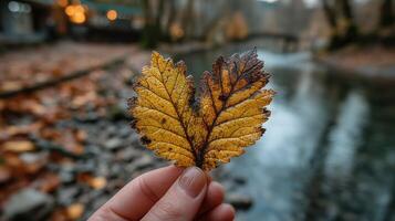 Beautiful heart-shaped yellow leaf held above a serene stream during autumn in a forest setting photo