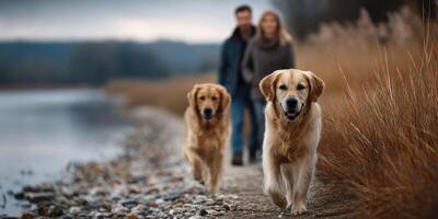 Golden retrievers walk along a riverside path with their owners in early evening light near a tranquil landscape photo