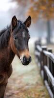 Young horse standing near wooden fence in autumn landscape during a foggy morning photo