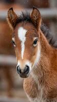 Young foal with striking markings captured in a warm barn setting during early morning light photo