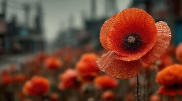 Beautiful field of orange poppies covered in dew during early morning hours in a serene landscape photo