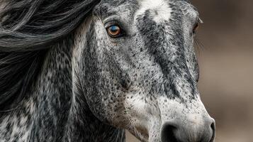 Majestic gray horse displaying striking features in a natural setting during golden hour photo
