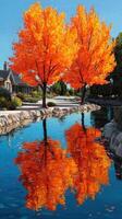 Bright orange trees reflect in a tranquil water body under a clear blue sky in a peaceful neighborhood in autumn photo