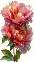 Beautiful pink peonies with water droplets captured in a delicate arrangement photo