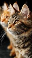 Cats showcasing their striking features and expressions in a close-up shot captured indoors photo