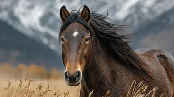 Majestic brown horse standing in a golden field with mountains in the distance during a crisp autumn day photo