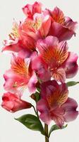 Vibrant pink flowers in full bloom showcasing delicate petals and intricate details in natural light photo