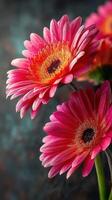 Beautiful pink gerbera daisies displaying vibrant petals and intricate details against a soft blue background photo