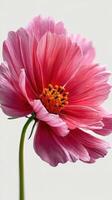 Beautiful pink flower with delicate petals showcasing vibrant details in natural lighting photo