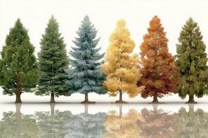 Colorful trees showcasing seasonal changes and reflections on a minimalist background photo