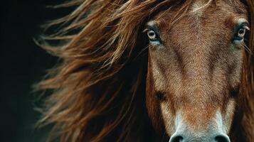 Majestic brown horse with flowing mane gazes intently against a dark backdrop photo