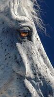 Close-up view of a white horse's face with striking textures and detailed features against a deep blue background photo
