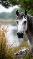 Gray horse approaches the calm waters near a grassy area during a cloudy afternoon in the countryside photo