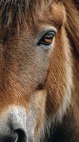 Close-up of a horse's eye showcasing detailed fur and expressive features in natural light photo