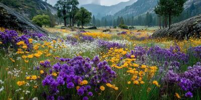 Vibrant wildflowers bloom in a scenic meadow surrounded by mountains during springtime in the national park photo