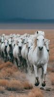 White horses galloping through golden grasslands against a stormy sky in the late afternoon photo