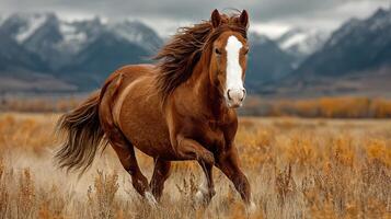 Horse gallops through golden grasslands with mountains in the background on a cloudy day photo