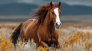 Majestic brown horse galloping through wildflowers in a vast open landscape under an overcast sky photo