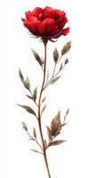 Beautiful red flower with delicate leaves stands against a white background, showcasing its elegant details and vibrant color in natural light photo
