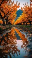 Vibrant autumn orchard with orange trees and a reflective puddle along a dirt path surrounded by mountains at dusk photo