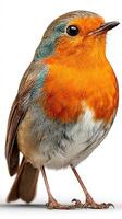 Vibrant bird stands poised on a white background, showcasing its striking orange and gray plumage, awaiting the start of a new day photo