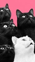 Unique illustration featuring black and white cats with expressive faces against a vibrant pink background photo