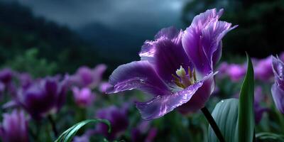 Close-up view of a blooming purple tulip with raindrops in a vibrant flower field during twilight in a mountainous region photo