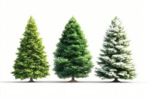 Three distinct evergreen trees showcasing seasonal changes in color and style against a plain white background photo