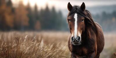 Majestic brown horse standing in a field during golden hour with trees in the background photo