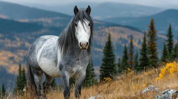 Majestic gray horse standing in the autumn mountains with vibrant trees in the background under a cloudy sky photo