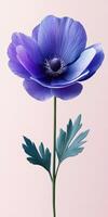 Beautiful purple anemone flower with delicate petals and green leaves stands against a soft pink background photo