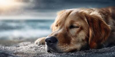 Golden retriever relaxing on a sandy beach at sunset near the ocean shore photo