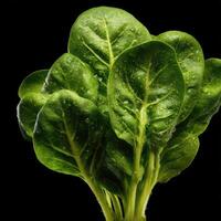 Fresh and vibrant spinach leaves glistening with water droplets in a dark setting photo