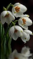 Snowdrop flowers with water droplets reflecting in a dark background during early spring photo