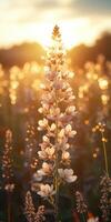 Vibrant white flowers illuminated by golden sunlight in a serene meadow at sunset photo