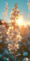 Golden sunlight illuminates white flowers in a serene garden at sunset near a tranquil countryside photo