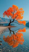 Vibrant autumn tree reflects in tranquil lake with mountain backdrop during bright daytime photo