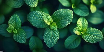 Lush green mint leaves growing abundantly in a vibrant outdoor garden setting during daylight hours photo