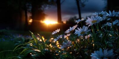 Beautiful sunset illuminates blooming daisies in a serene garden setting during twilight hours photo