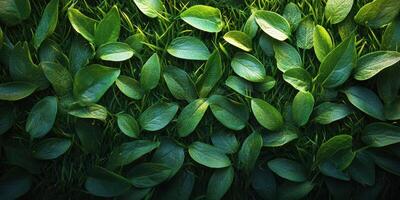 Lush green leaves cover the ground in a serene setting at midday, showcasing the beauty of nature in a vibrant and lively atmosphere photo