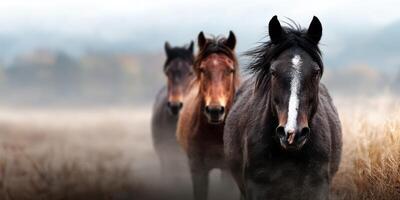 Horses walking through a misty field in early morning light in a serene natural setting near a quiet forest photo