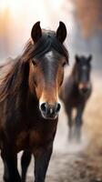 Horses walking through a misty pasture during the golden hour in autumn photo