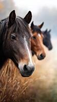 Horses standing in a field during early morning with soft light and fog in the background photo