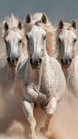 Wild white horses run together across a sandy landscape under a clear sky in the golden light of afternoon photo