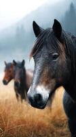 Horses in a misty field at dawn among tall grass near a forest background photo