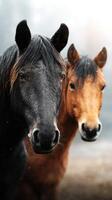 Two majestic horses standing together in a misty meadow during early morning hours photo