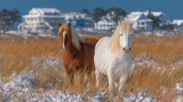 Two beautiful wild horses stand in a field of tall grass near coastal homes during a clear day photo
